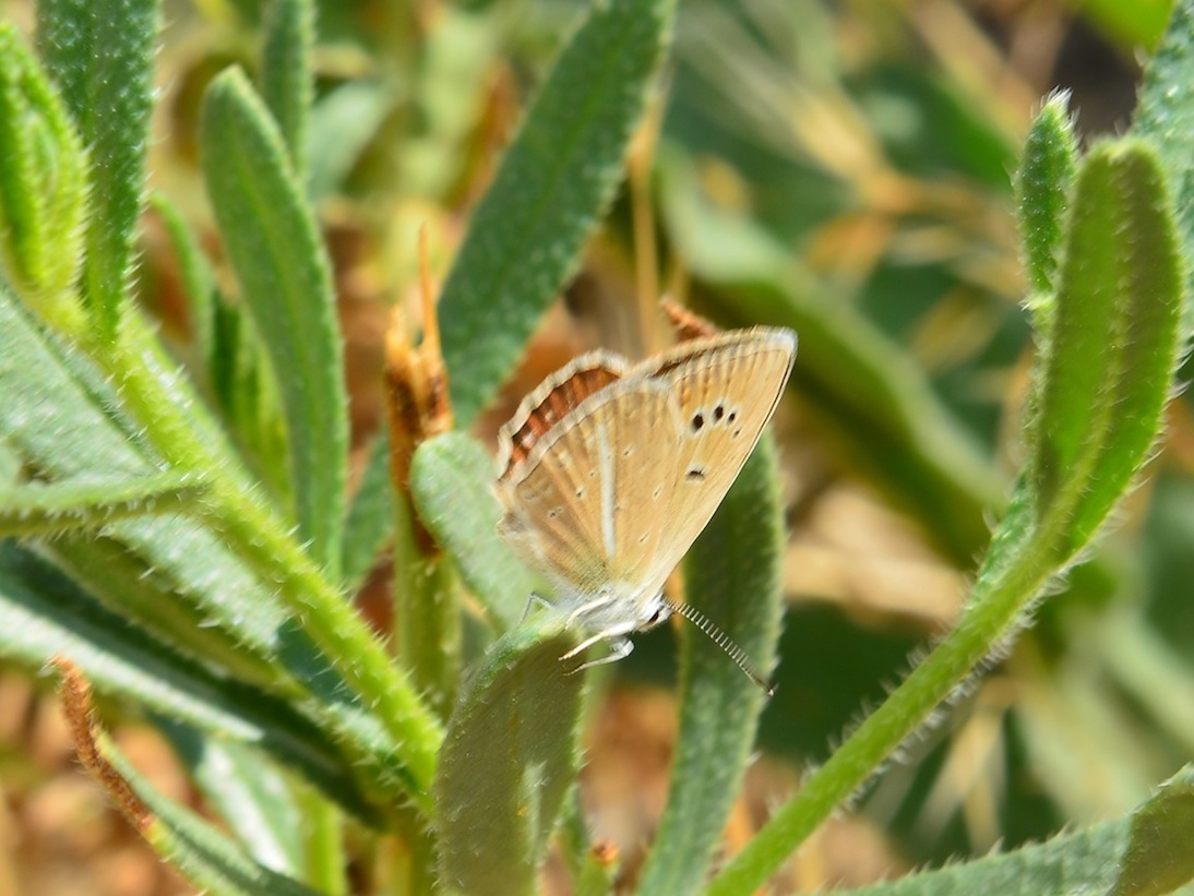 Lycaenidae da determinare